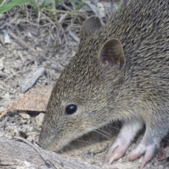 Isoodon obesulus obesulus (Southern Brown Bandicoot) at Paddys River, ACT - 14 Jan 2019 by roymcd