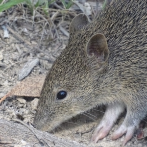 Isoodon obesulus obesulus at Paddys River, ACT - 14 Jan 2019