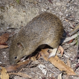 Isoodon obesulus obesulus at Paddys River, ACT - 14 Jan 2019