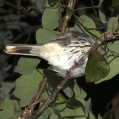 Oriolus sagittatus at Guerilla Bay, NSW - 15 Mar 2019