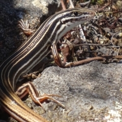 Ctenotus taeniolatus (Copper-tailed Skink) at Symonston, ACT - 3 Nov 2018 by roymcd