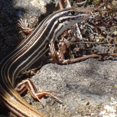 Ctenotus taeniolatus (Copper-tailed Skink) at Isaacs Ridge - 3 Nov 2018 by roymcd