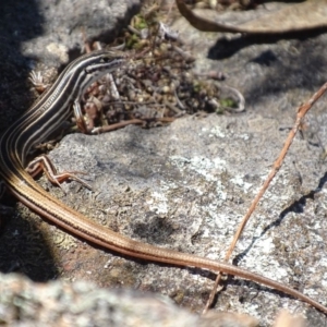 Ctenotus taeniolatus at Isaacs Ridge - 3 Nov 2018 01:30 PM