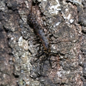 Scutigeridae (family) at Guerilla Bay, NSW - 15 Mar 2019 08:12 PM