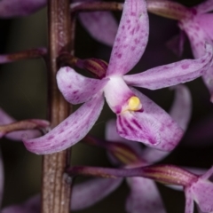 Dipodium roseum (Rosy Hyacinth Orchid) at Crace, ACT - 18 Dec 2018 by DerekC