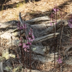 Dipodium roseum at Crace, ACT - 18 Dec 2018