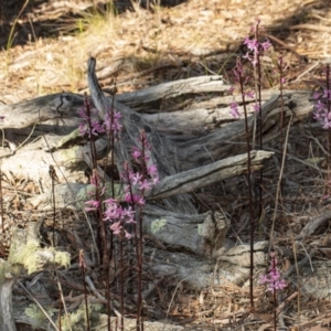 Dipodium roseum at Crace, ACT - 18 Dec 2018