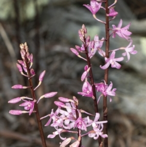 Dipodium roseum at Crace, ACT - 18 Dec 2018