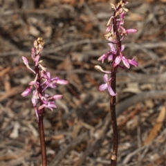 Dipodium roseum (Rosy Hyacinth Orchid) at Crace, ACT - 18 Dec 2018 by DerekC