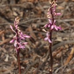 Dipodium roseum (Rosy Hyacinth Orchid) at Crace, ACT - 17 Dec 2018 by DerekC