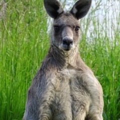 Macropus giganteus (Eastern Grey Kangaroo) at Fyshwick, ACT - 17 Nov 2018 by roymcd