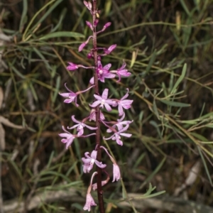 Dipodium roseum at Crace, ACT - 18 Dec 2018