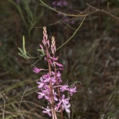 Dipodium roseum (Rosy Hyacinth Orchid) at Crace, ACT - 18 Dec 2018 by DerekC