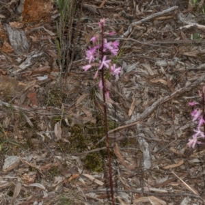 Dipodium roseum at Crace, ACT - 18 Dec 2018