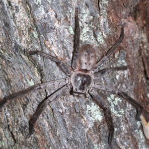 Isopeda sp. (genus) at Guerilla Bay, NSW - 15 Mar 2019