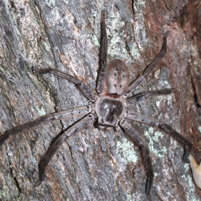 Isopeda (genus) (Huntsman Spider) at Guerilla Bay, NSW - 15 Mar 2019 by jb2602