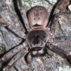 Isopeda sp. (genus) at Guerilla Bay, NSW - 15 Mar 2019 08:21 PM