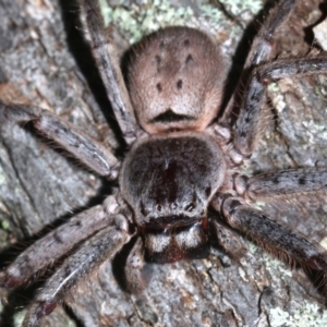 Isopeda sp. (genus) at Guerilla Bay, NSW - 15 Mar 2019 08:21 PM