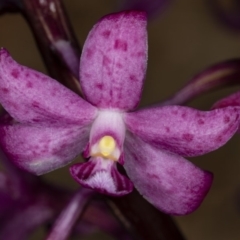 Dipodium roseum (Rosy Hyacinth Orchid) at Crace, ACT - 18 Dec 2018 by DerekC