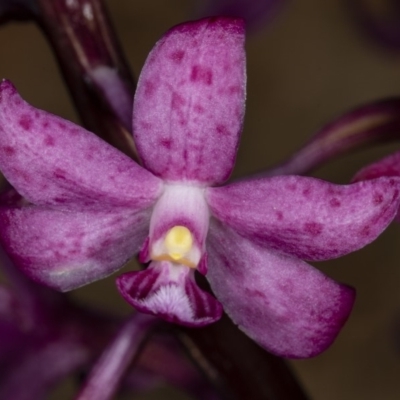 Dipodium roseum (Rosy Hyacinth Orchid) at Crace, ACT - 17 Dec 2018 by DerekC