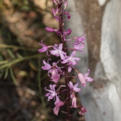 Dipodium roseum at Crace, ACT - 18 Dec 2018