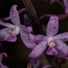 Dipodium roseum at Crace, ACT - 18 Dec 2018