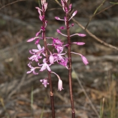 Dipodium roseum at Crace, ACT - 18 Dec 2018