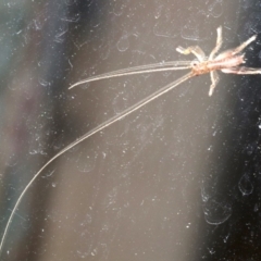 Gryllacrididae (family) at Rosedale, NSW - 15 Mar 2019 08:43 PM