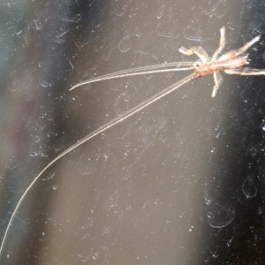 Gryllacrididae (family) at Rosedale, NSW - 15 Mar 2019