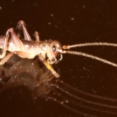 Gryllacrididae (family) at Rosedale, NSW - 15 Mar 2019 08:43 PM