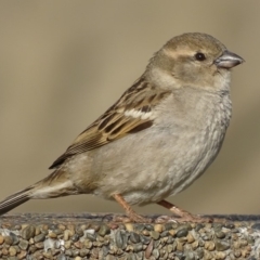 Passer domesticus (House Sparrow) at Parkes, ACT - 9 Oct 2018 by roymcd