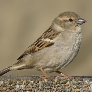 Passer domesticus at Parkes, ACT - 9 Oct 2018