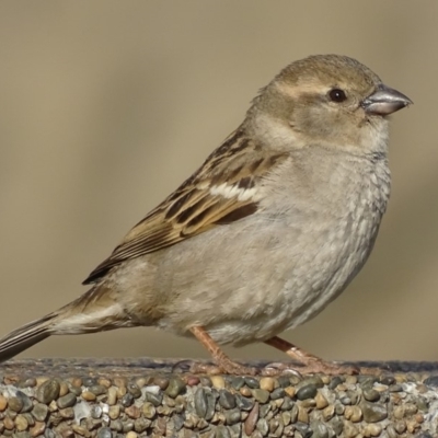 Passer domesticus (House Sparrow) at Parkes, ACT - 9 Oct 2018 by roymcd