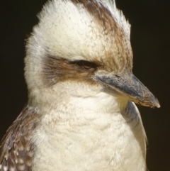 Dacelo novaeguineae (Laughing Kookaburra) at ANBG - 14 Aug 2018 by roymcd