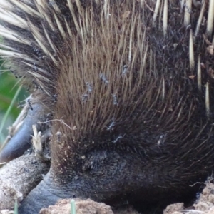 Tachyglossus aculeatus at Red Hill, ACT - 6 Nov 2018 05:40 PM