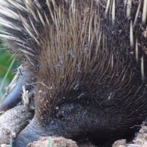 Tachyglossus aculeatus at Red Hill, ACT - 6 Nov 2018