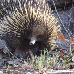 Tachyglossus aculeatus at Red Hill, ACT - 6 Nov 2018 05:40 PM