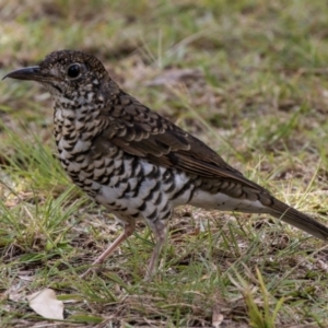 Zoothera lunulata at Cockwhy, NSW - 10 Mar 2019