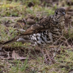 Zoothera lunulata at Cockwhy, NSW - 10 Mar 2019