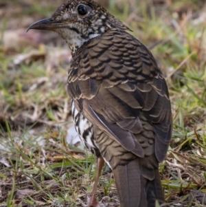 Zoothera lunulata at Cockwhy, NSW - 10 Mar 2019