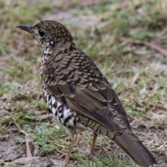 Zoothera lunulata at Cockwhy, NSW - 10 Mar 2019