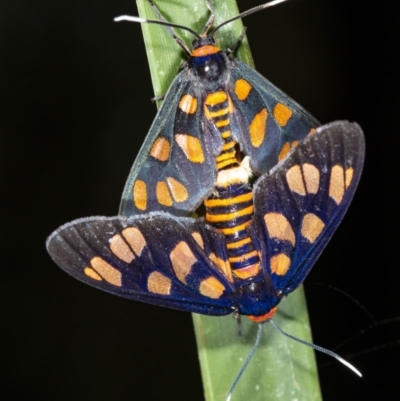 Amata (genus) (Handmaiden Moth) at Cockwhy, NSW - 27 Feb 2019 by DerekC