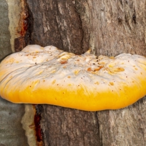 Piptoporus australiensis at Cockwhy, NSW - 27 Feb 2019 06:55 PM