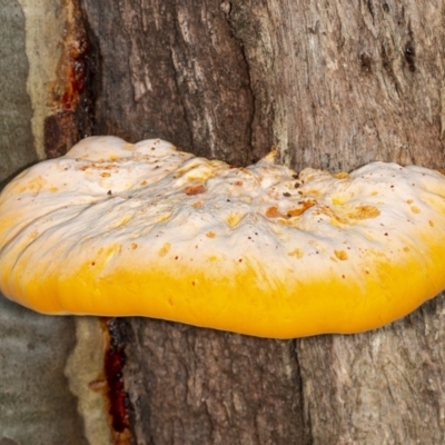 Piptoporus australiensis (Curry Punk) at Cockwhy, NSW - 27 Feb 2019 by DerekC