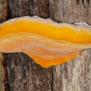 Piptoporus australiensis at Cockwhy, NSW - 27 Feb 2019