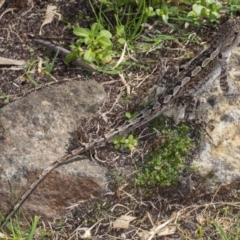 Amphibolurus muricatus (Jacky Lizard) at Kioloa, NSW - 1 Mar 2019 by DerekC