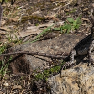 Amphibolurus muricatus at Kioloa, NSW - 1 Mar 2019 10:39 AM