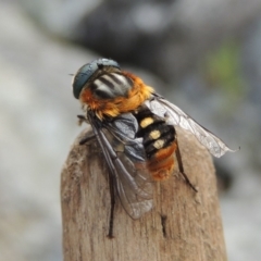 Scaptia sp. (genus) (March fly) at Rob Roy Range - 12 Jan 2019 by michaelb