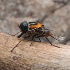 Scaptia sp. (genus) at Conder, ACT - 12 Jan 2019 07:23 PM