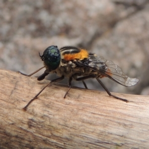 Scaptia sp. (genus) at Conder, ACT - 12 Jan 2019 07:23 PM